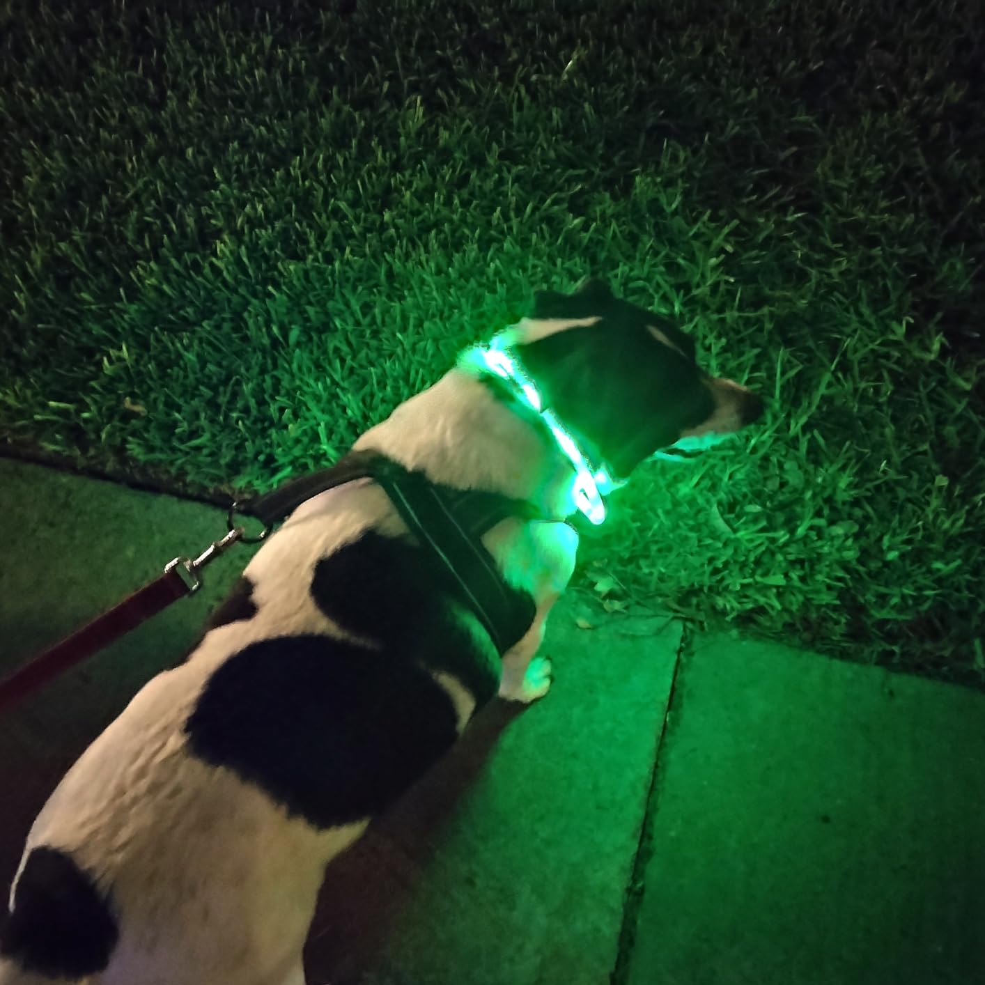 Siliconen LED-hondenhalsband,  - Dog Muzzle Silicone recensie en prijs
